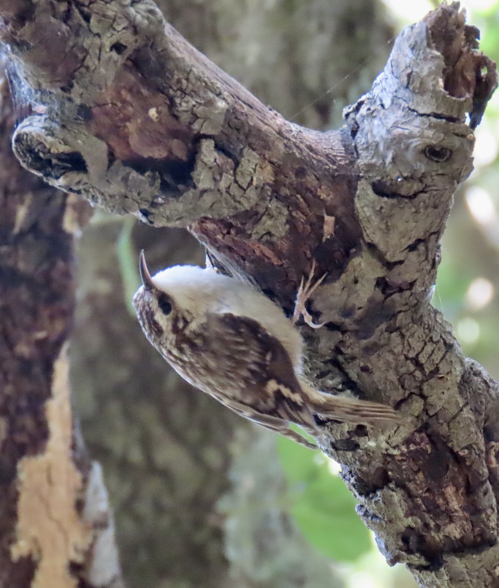 Brown Creeper - George Chrisman