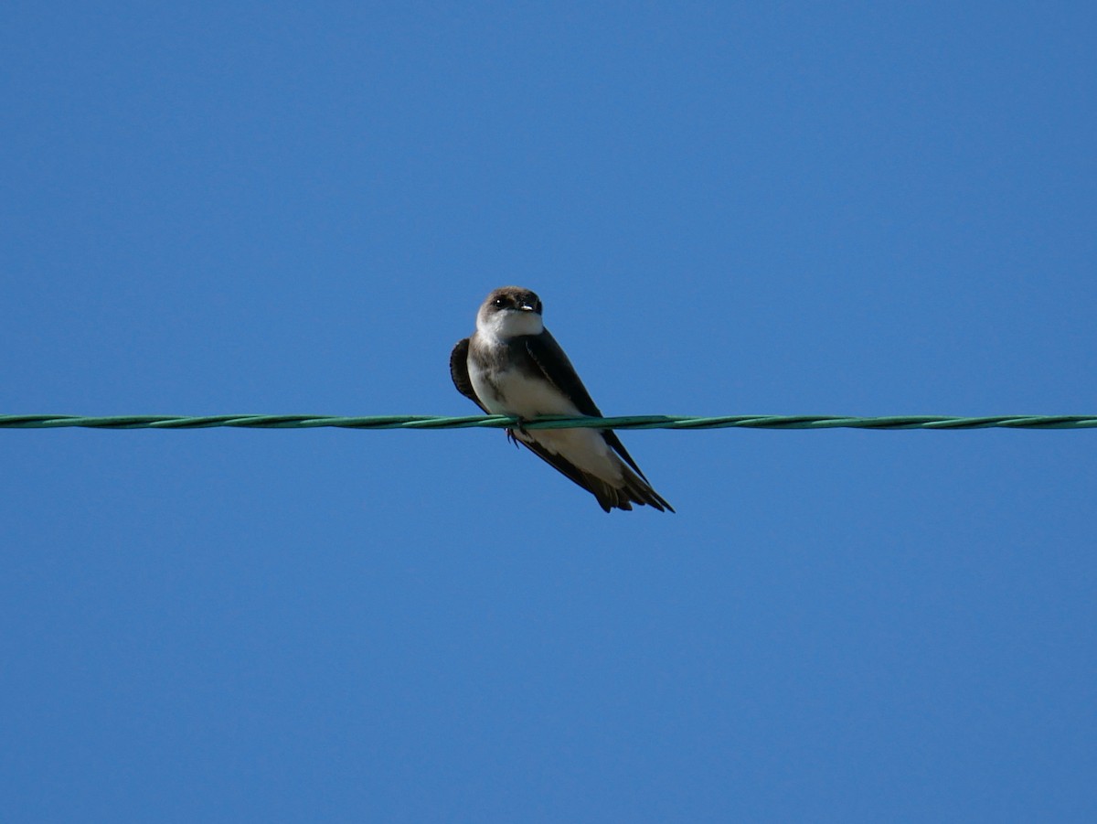 Bank Swallow - ML619600441