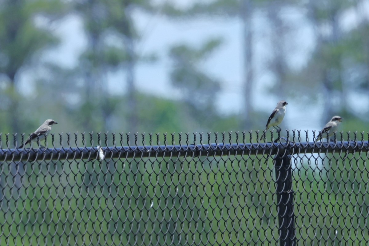 Loggerhead Shrike - David Wilson