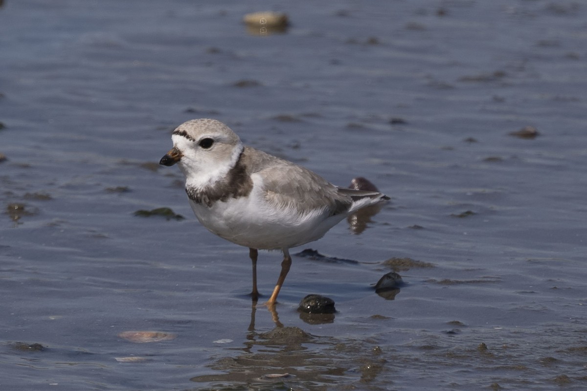 Piping Plover - Rubina Heptulla