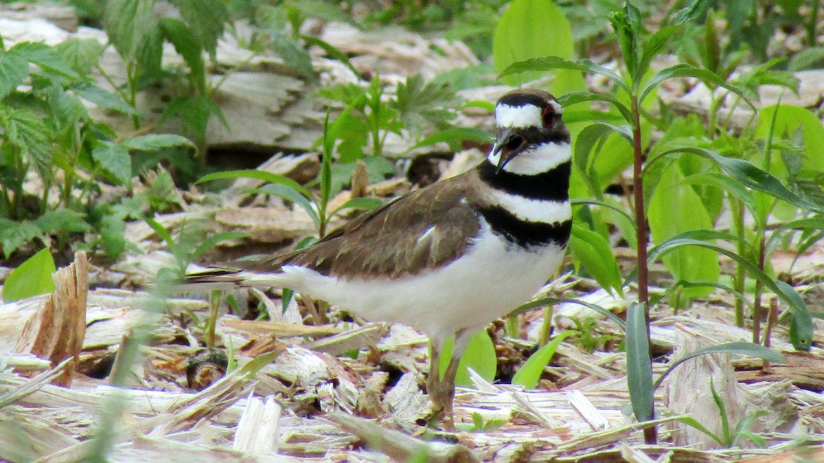 Killdeer - Adrienne Burn