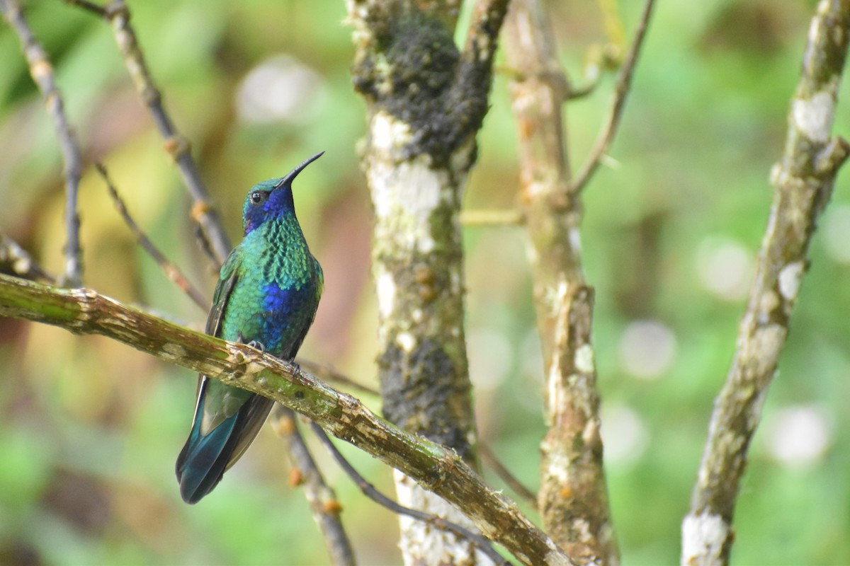 Sparkling Violetear - Pam García 𝔗𝔦𝔯𝔞𝔫𝔬𝔰 𝔘𝔯𝔟𝔞𝔫𝔬𝔰