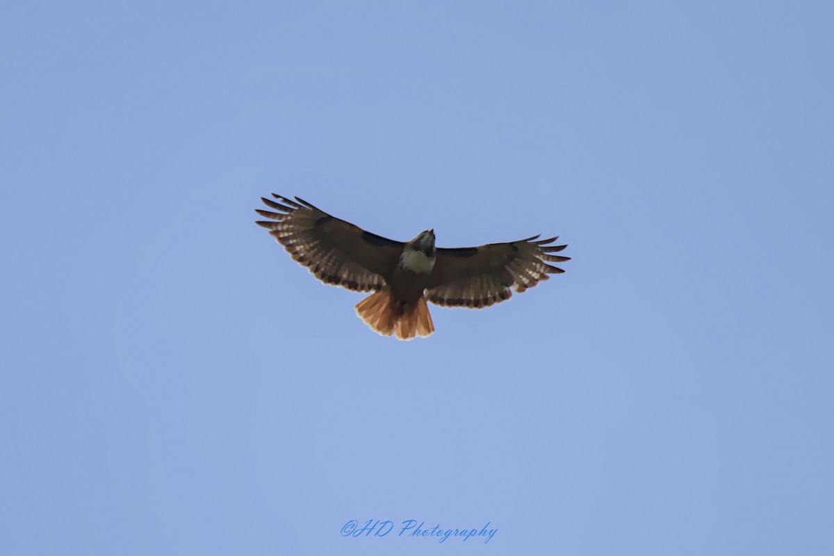 Red-tailed Hawk - Hugues Debeyser