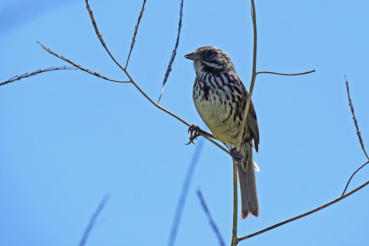 Song Sparrow - Susan Iannucci