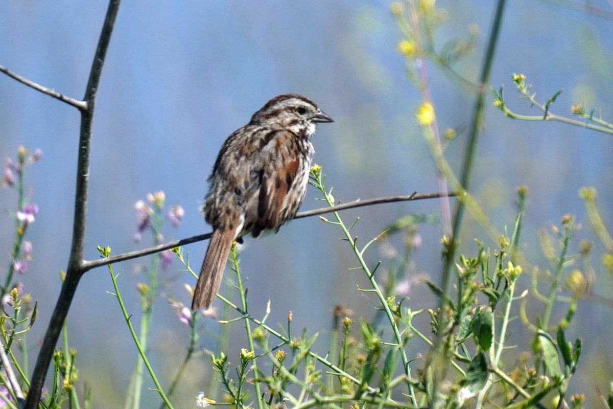 Song Sparrow - Susan Iannucci