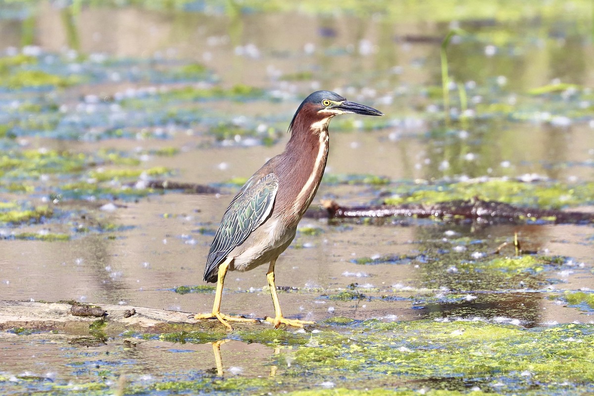 Green Heron - Jonathan Fisher