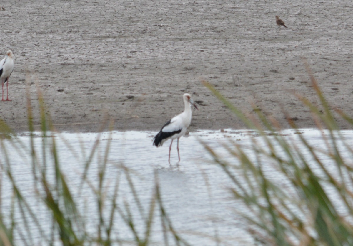 Maguari Stork - Jose Navarro