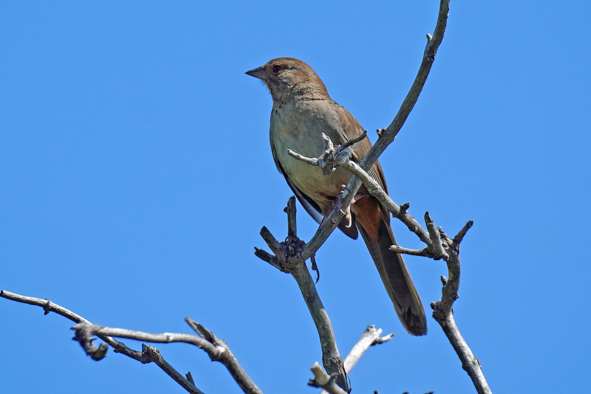 California Towhee - Susan Iannucci