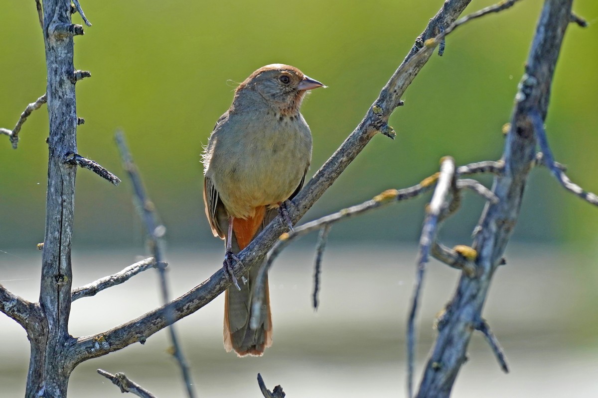 California Towhee - Susan Iannucci