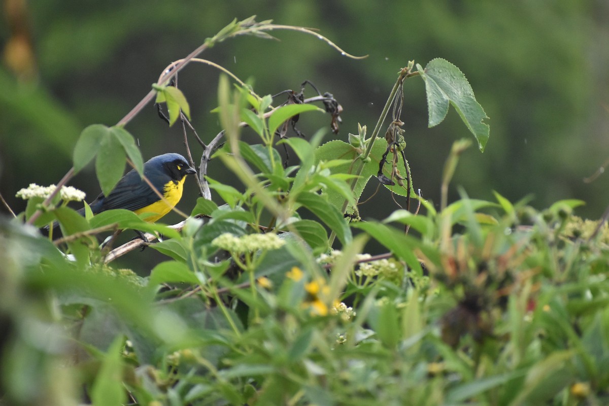Black-cheeked Mountain Tanager - ML619600478