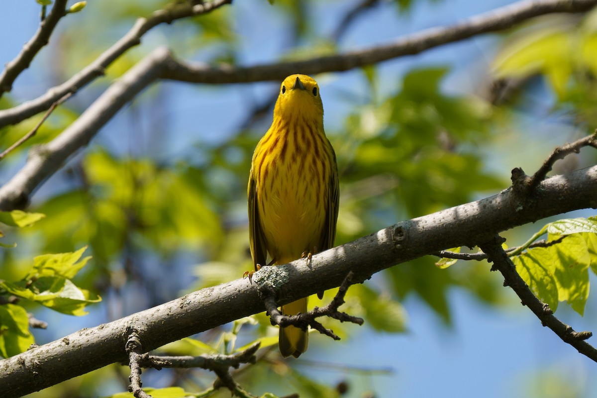 Yellow Warbler - Marshall Mumford