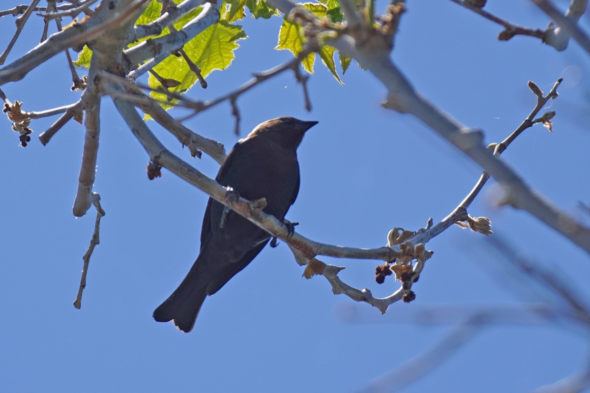 Brown-headed Cowbird - Susan Iannucci