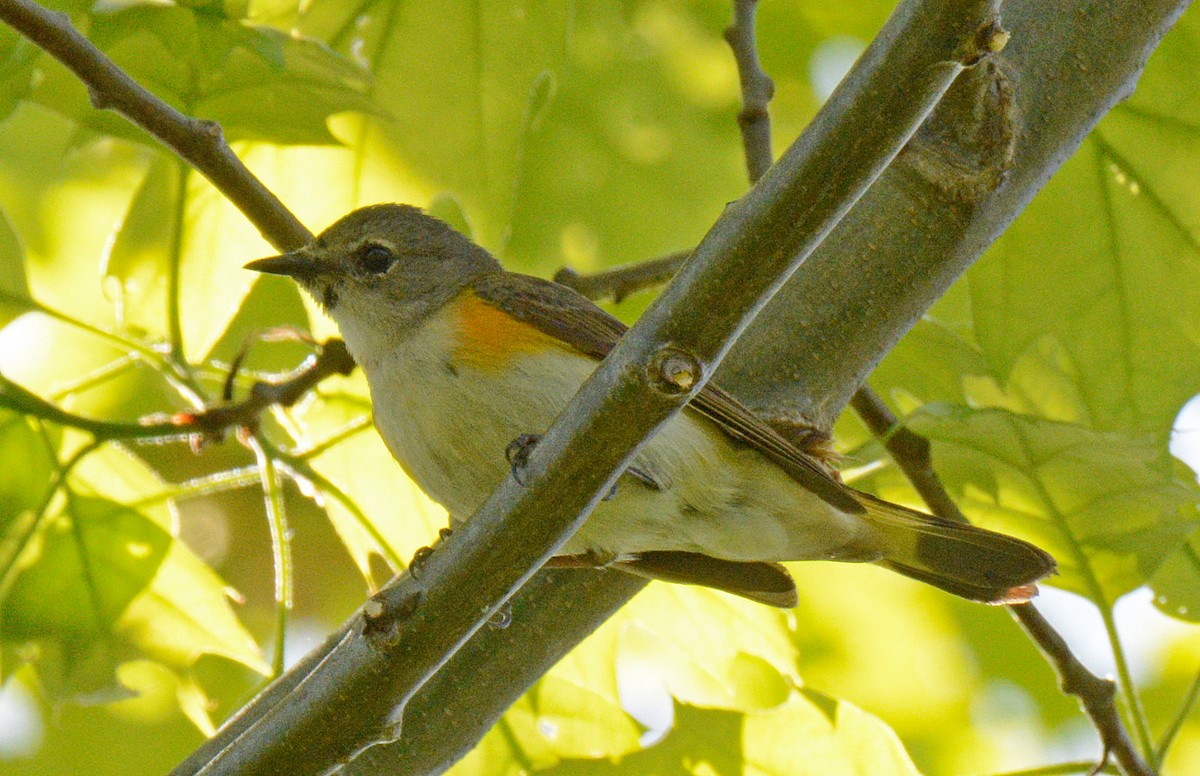 American Redstart - Michael J Good