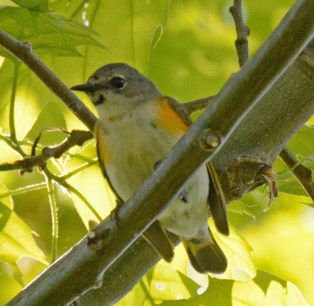 American Redstart - Michael J Good