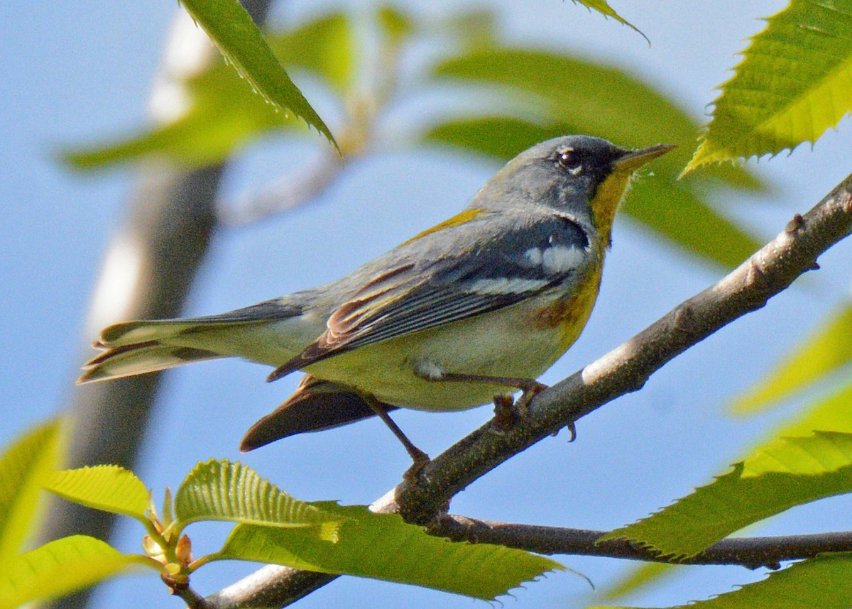 Northern Parula - Michael J Good