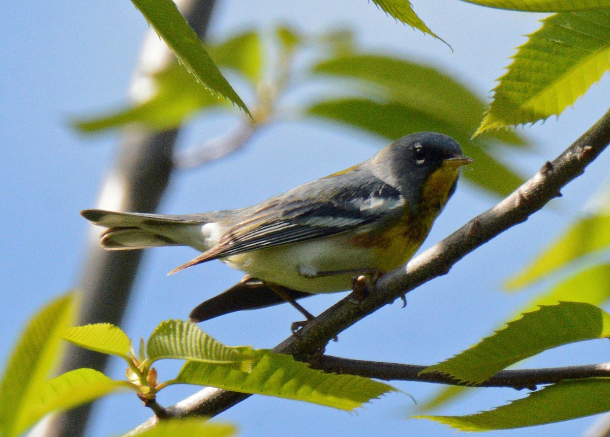 Northern Parula - Michael J Good