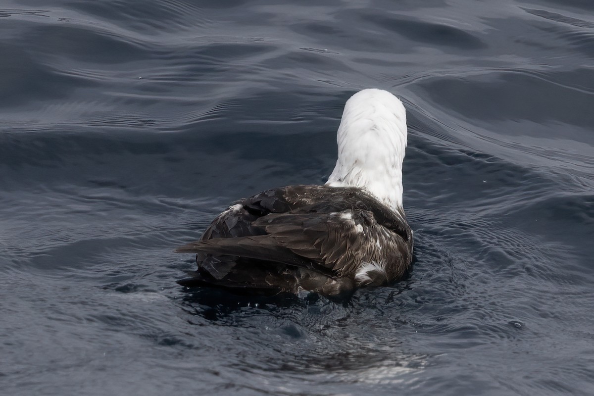 Sooty Shearwater - Ted Keyel