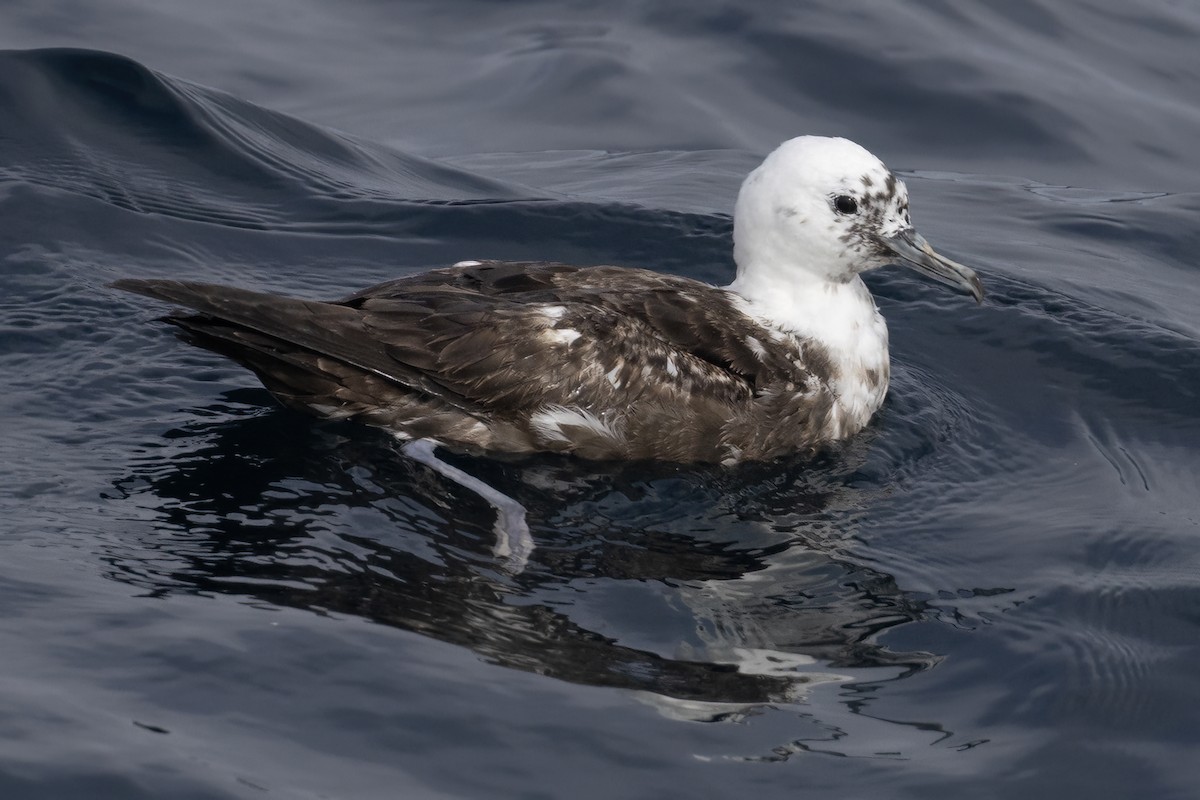 Sooty Shearwater - Ted Keyel