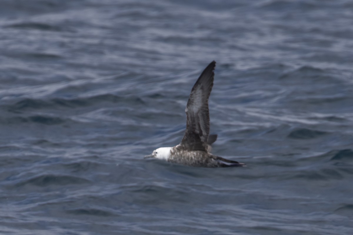 Sooty Shearwater - Ted Keyel