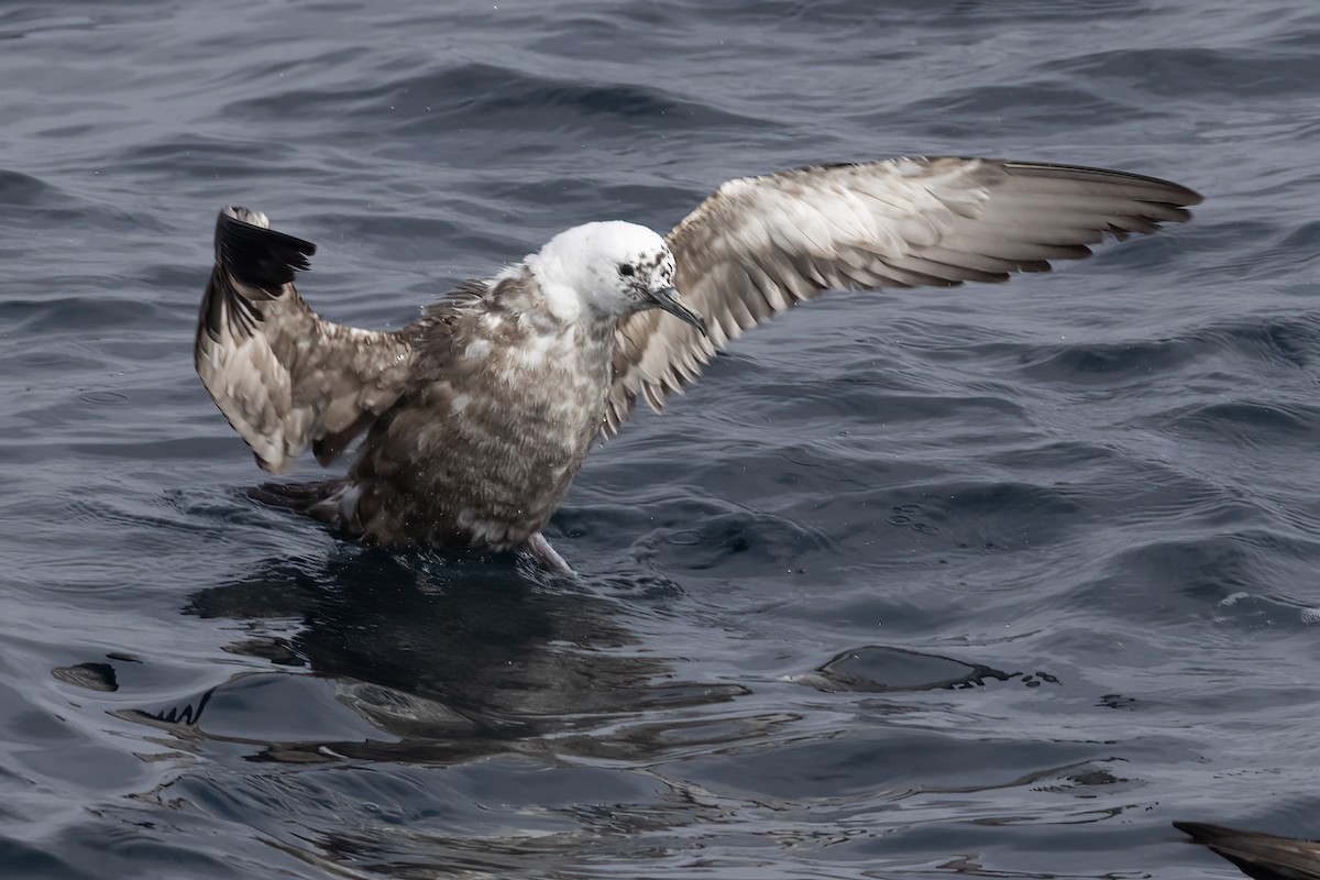 Sooty Shearwater - Ted Keyel