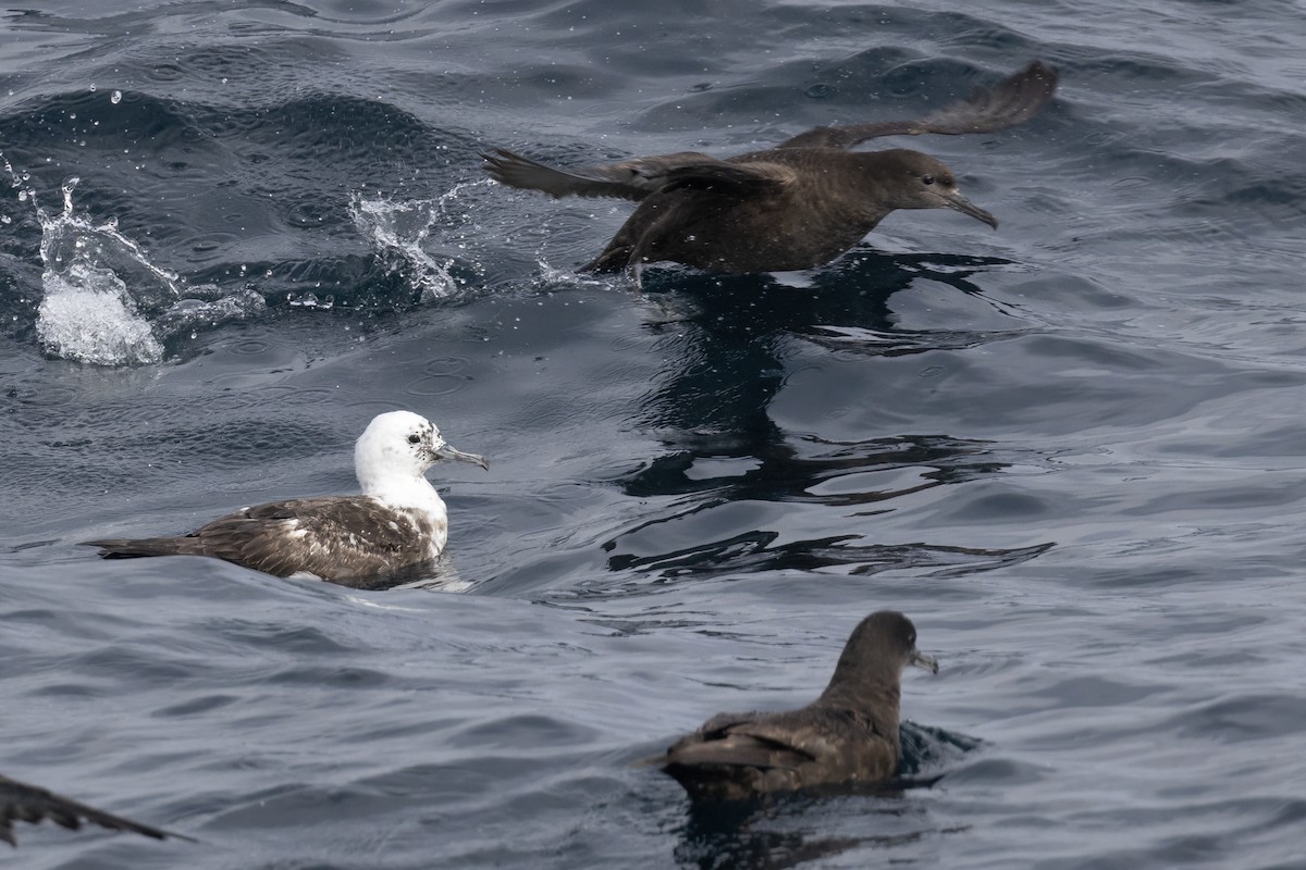 Sooty Shearwater - Ted Keyel