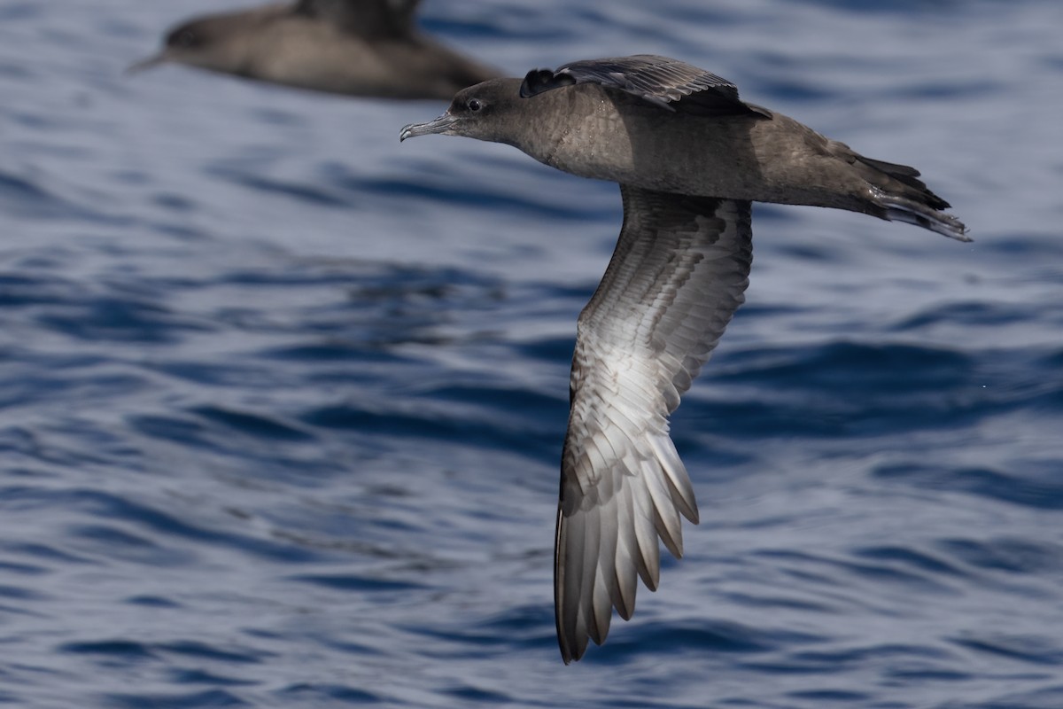 Sooty Shearwater - Ted Keyel