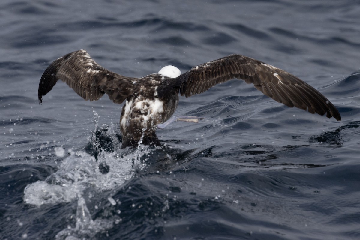 Sooty Shearwater - Ted Keyel