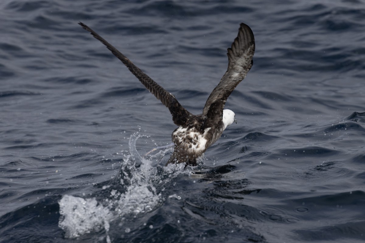 Sooty Shearwater - Ted Keyel