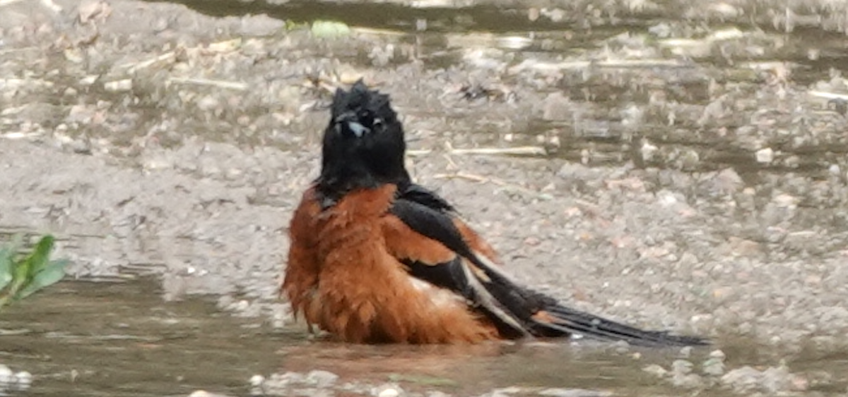 Orchard Oriole - ML619600505
