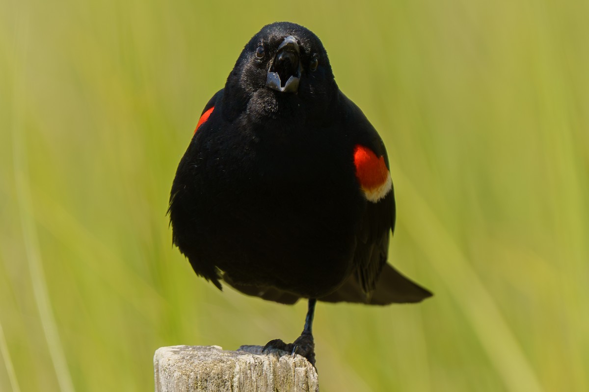 Red-winged Blackbird - Marshall Mumford
