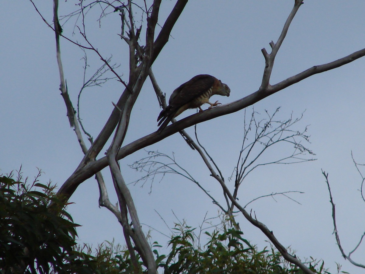 Pacific Baza - Andrew Bishop