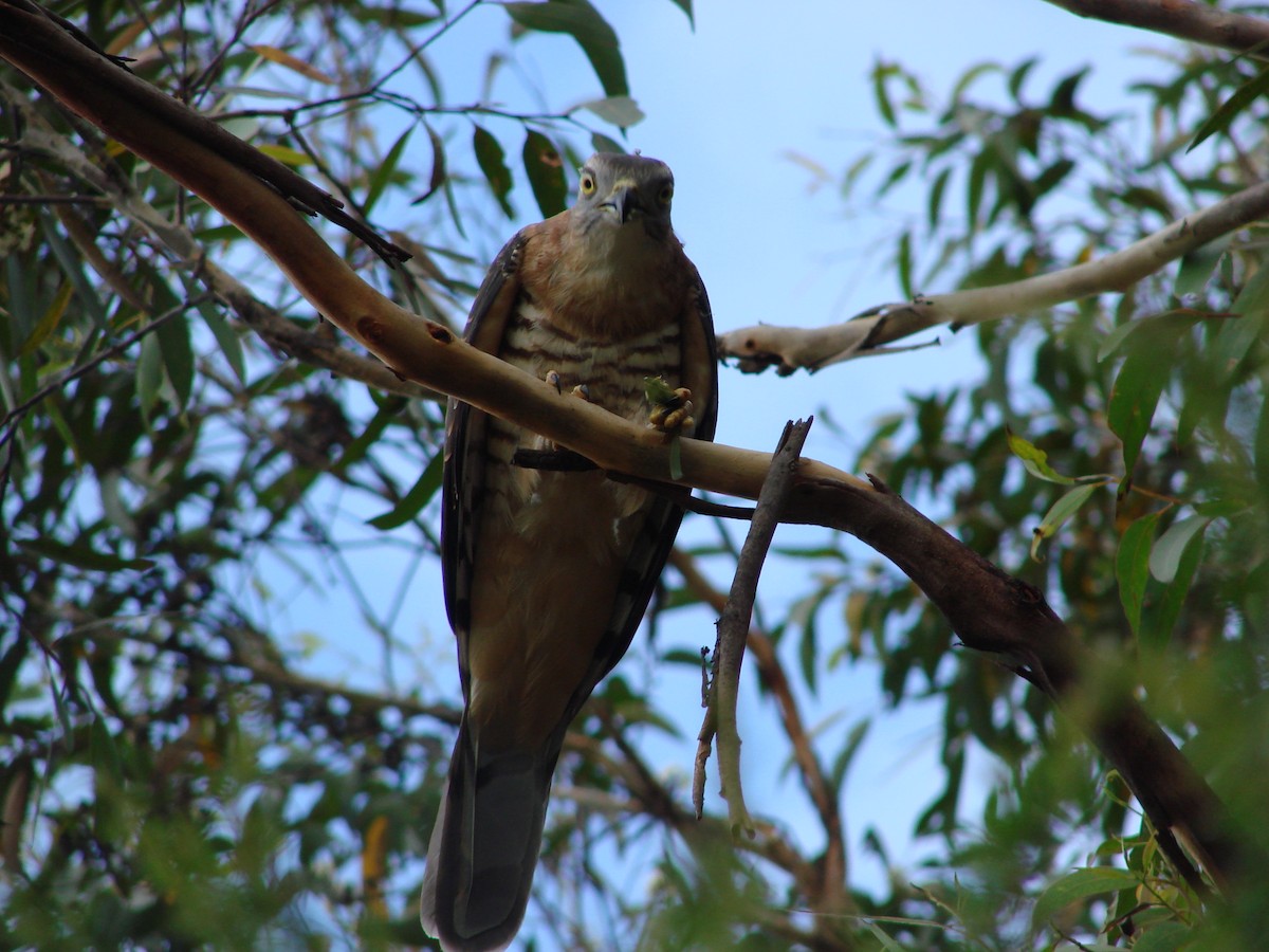 Pacific Baza - Andrew Bishop