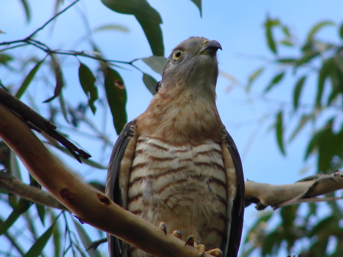 Pacific Baza - Andrew Bishop