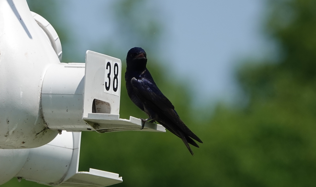 Purple Martin - William Boyes