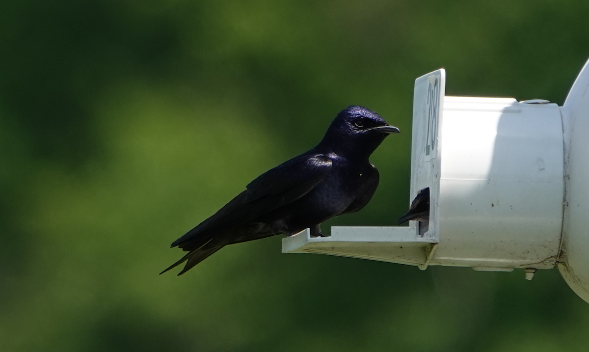 Purple Martin - William Boyes