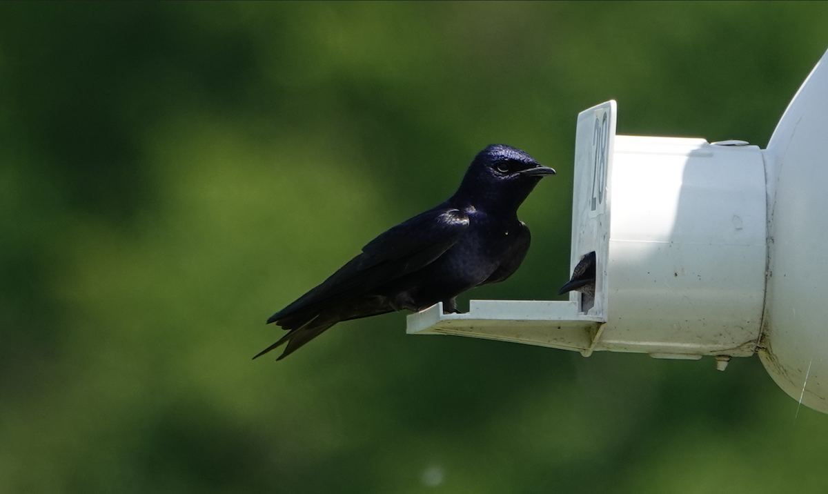 Purple Martin - William Boyes