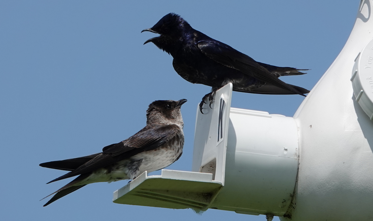 Purple Martin - William Boyes