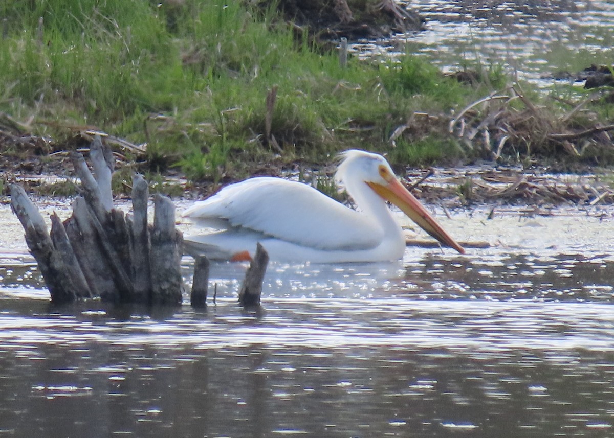 American White Pelican - Alfred Scott