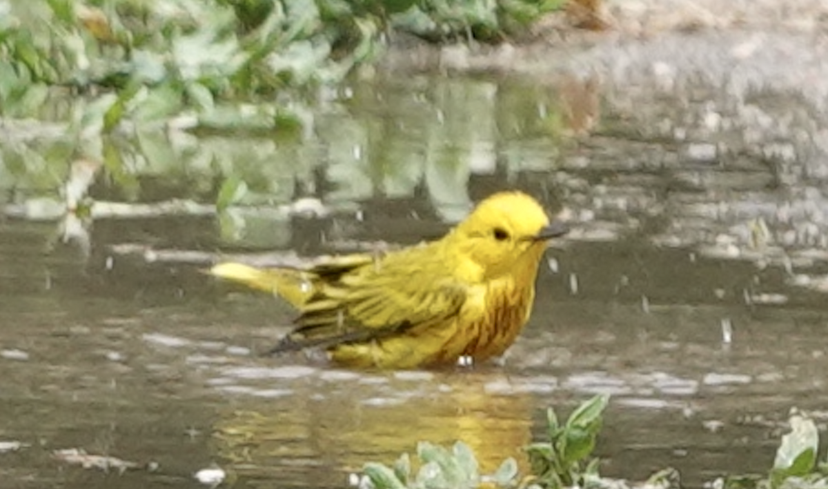 Yellow Warbler - art reisman