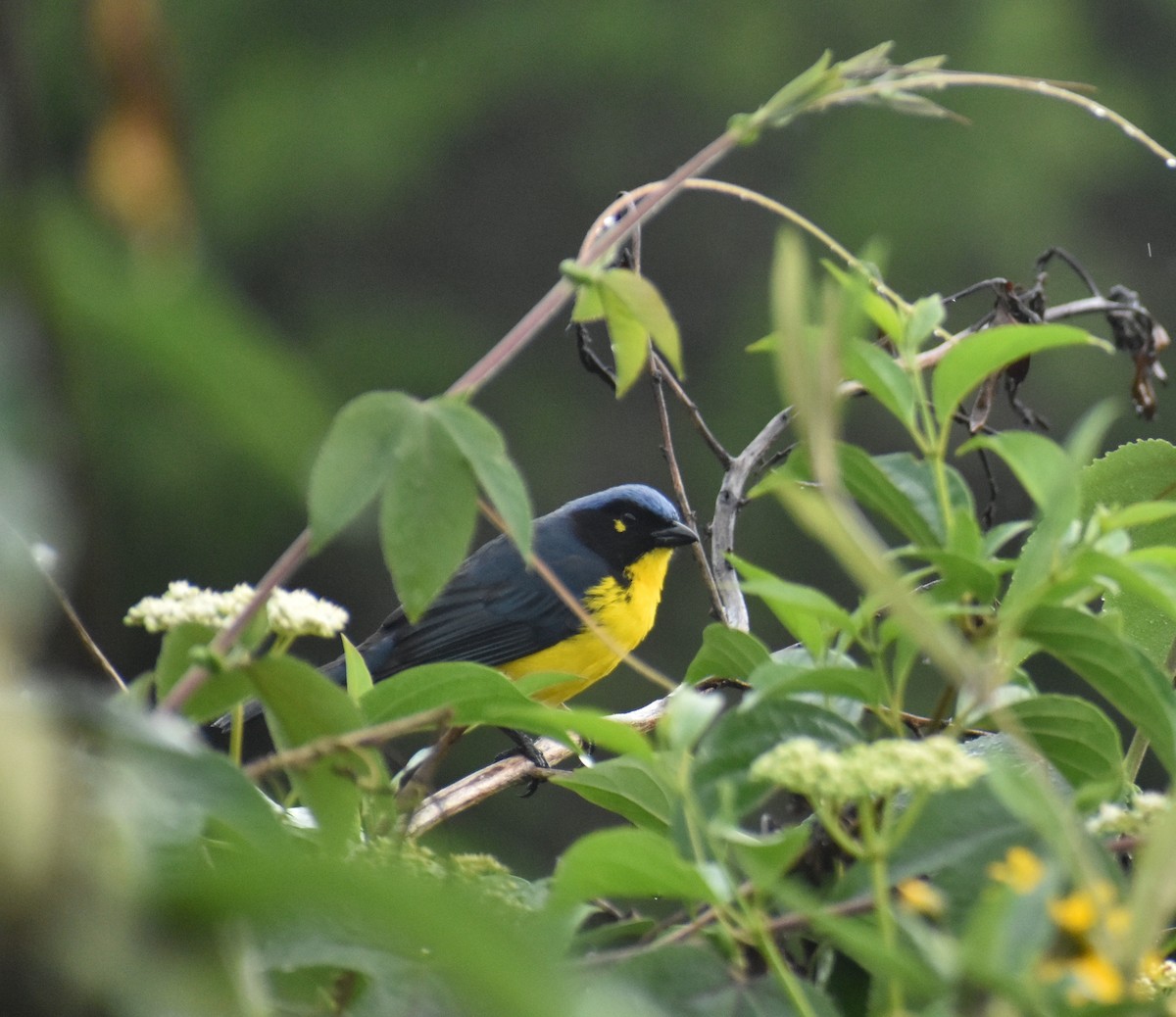 Black-cheeked Mountain Tanager - ML619600528