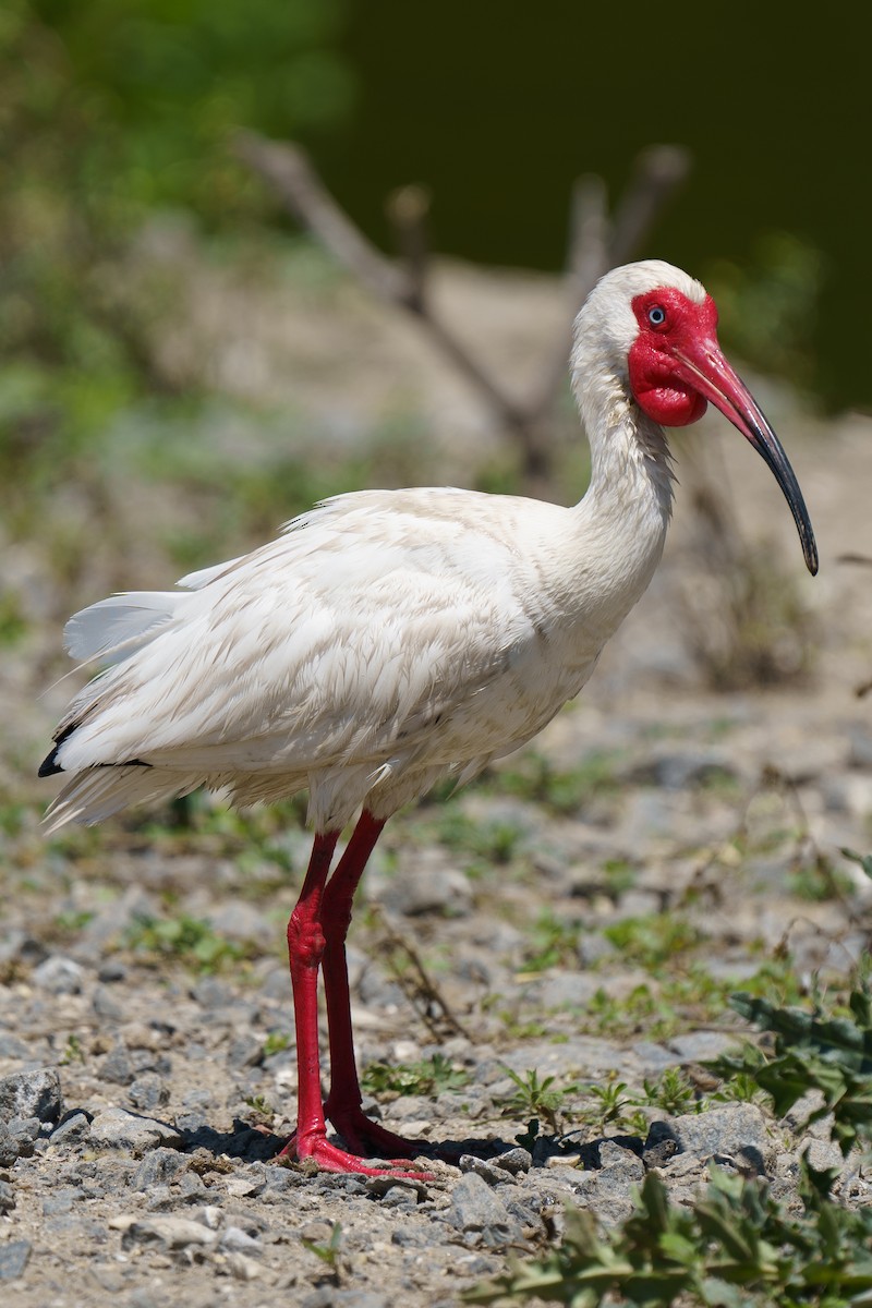 White Ibis - Marshall Mumford