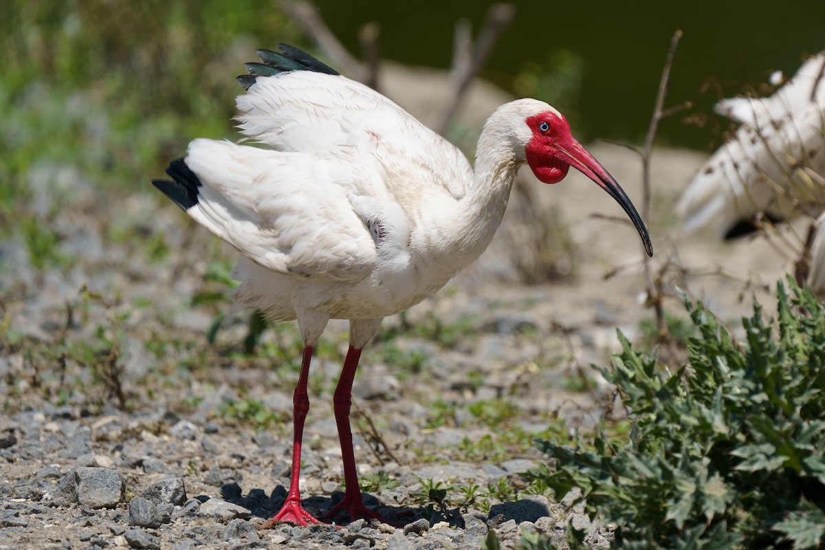 White Ibis - Marshall Mumford