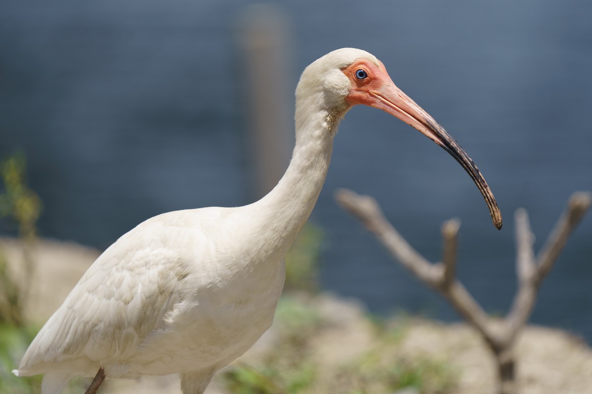 ibis bílý - ML619600531