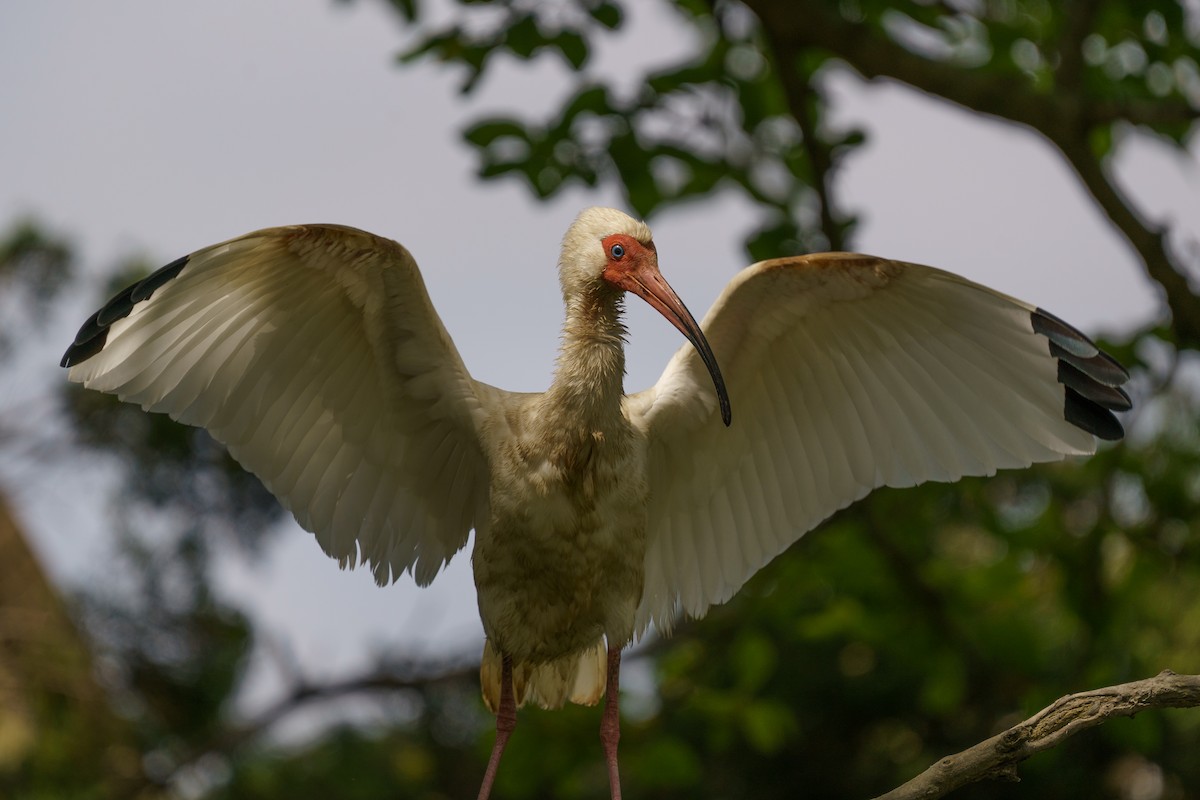 White Ibis - Marshall Mumford