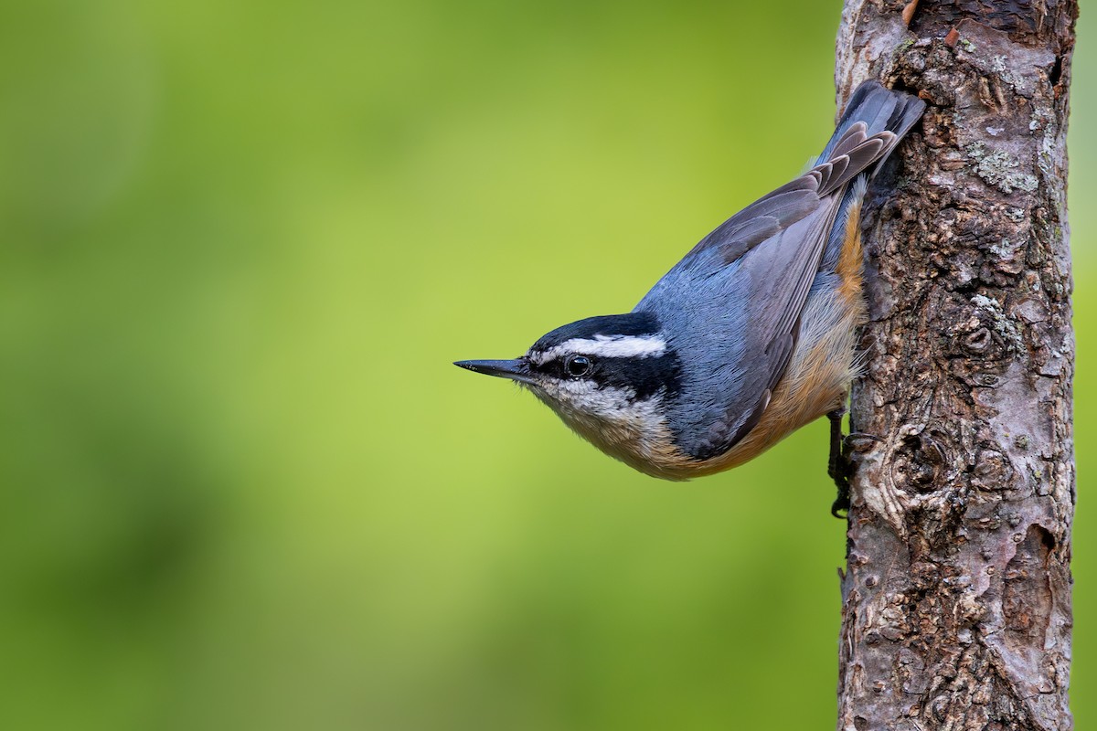 Red-breasted Nuthatch - Mark Sak