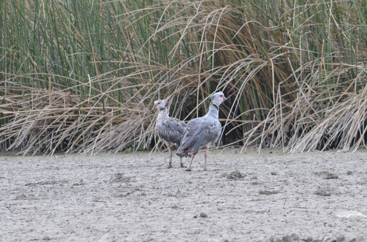 Southern Screamer - Jose Navarro