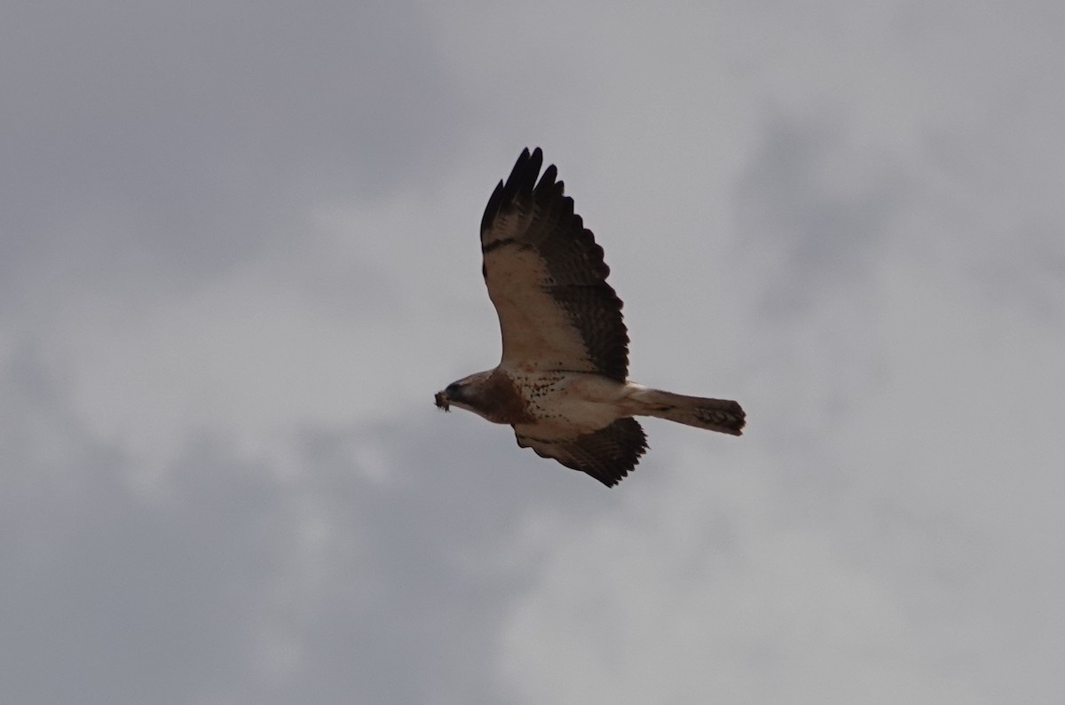 Swainson's Hawk - Graham Ray