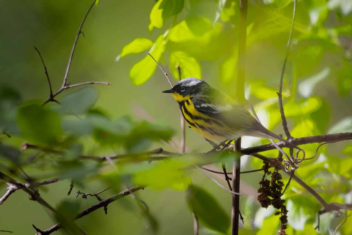 Magnolia Warbler - Mark Sak