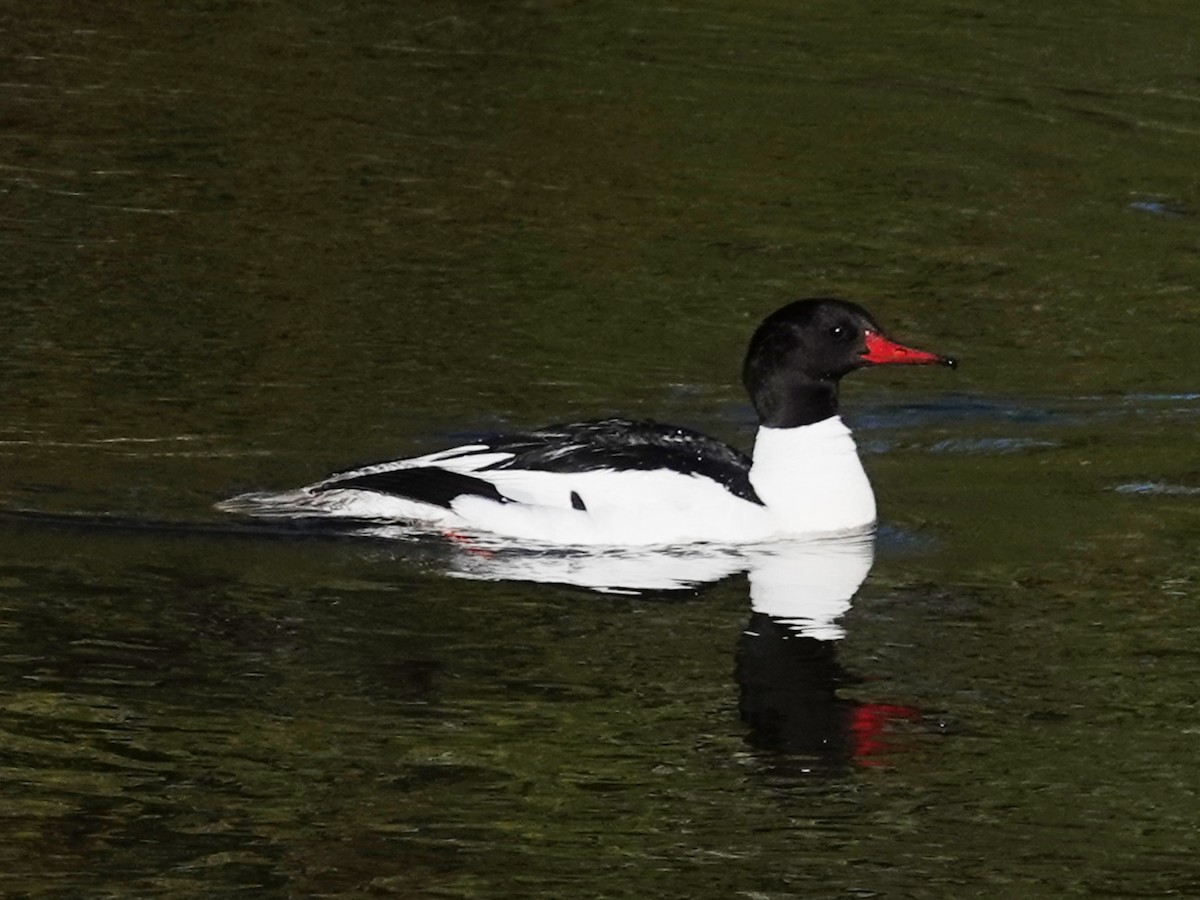 Common Merganser (North American) - Barry Reed