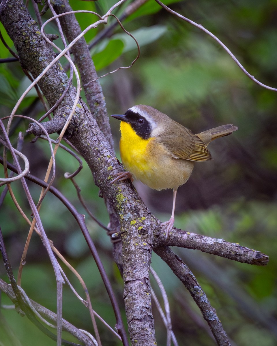 Common Yellowthroat - Mark Sak